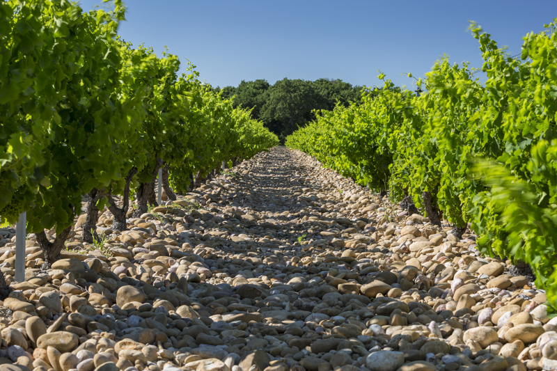DL Châteauneuf Du Pape20150619158