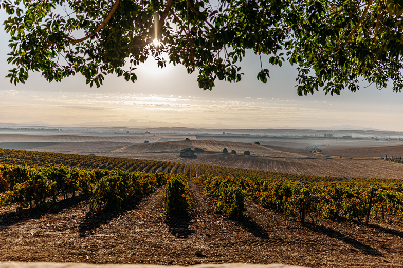 González Byass vineyards in Jerez